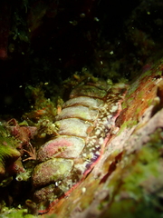 Onithochiton hirasei