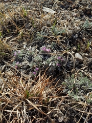Astragalus tridactylicus