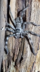 Holconia murrayensis