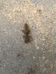 Neoscapteriscus borellii