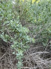 Atriplex lentiformis breweri