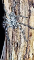 Holconia murrayensis