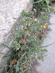 Senecio vulgaris