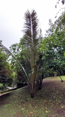 Ceroxylon