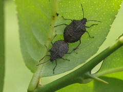 Cappaea taprobanensis