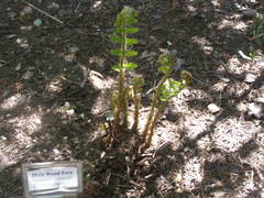 Dryopteris × australis