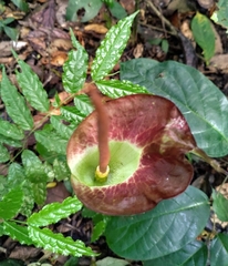 Amorphophallus johnsonii image
