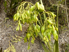 Epidendrum orthocaule
