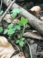 Puccinia adoxae