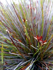 Hypodiscus alboaristatus