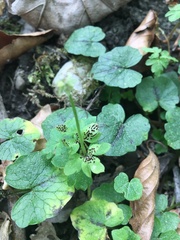 Puccinia adoxae