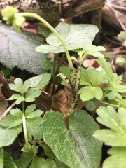 Puccinia adoxae