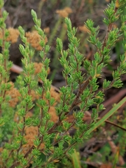 Cliffortia polygonifolia polygonifolia