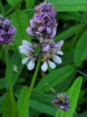 Orbexilum pedunculatum