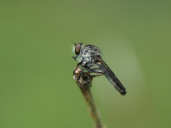 Ommatiini