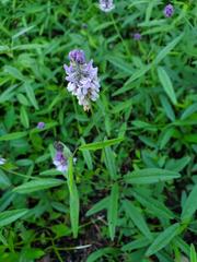 Orbexilum pedunculatum