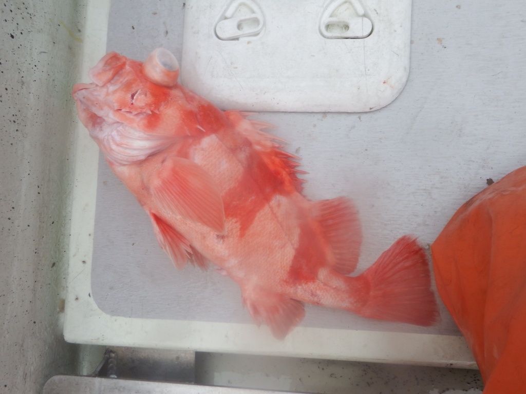 Bandit (Sebastes babcocki) — Sebastidae