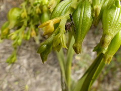 Epidendrum orthocaule