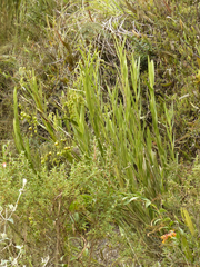 Epidendrum orthocaule