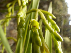 Epidendrum orthocaule