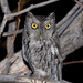 Western Screech-Owl - Photo (c) greglasley, some rights reserved (CC BY-NC), uploaded by Greg Lasley