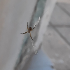 Argiope argentata