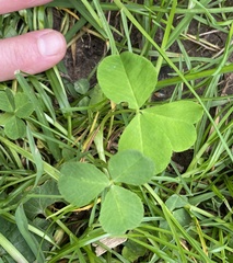Trifolium stoloniferum