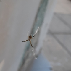 Argiope argentata