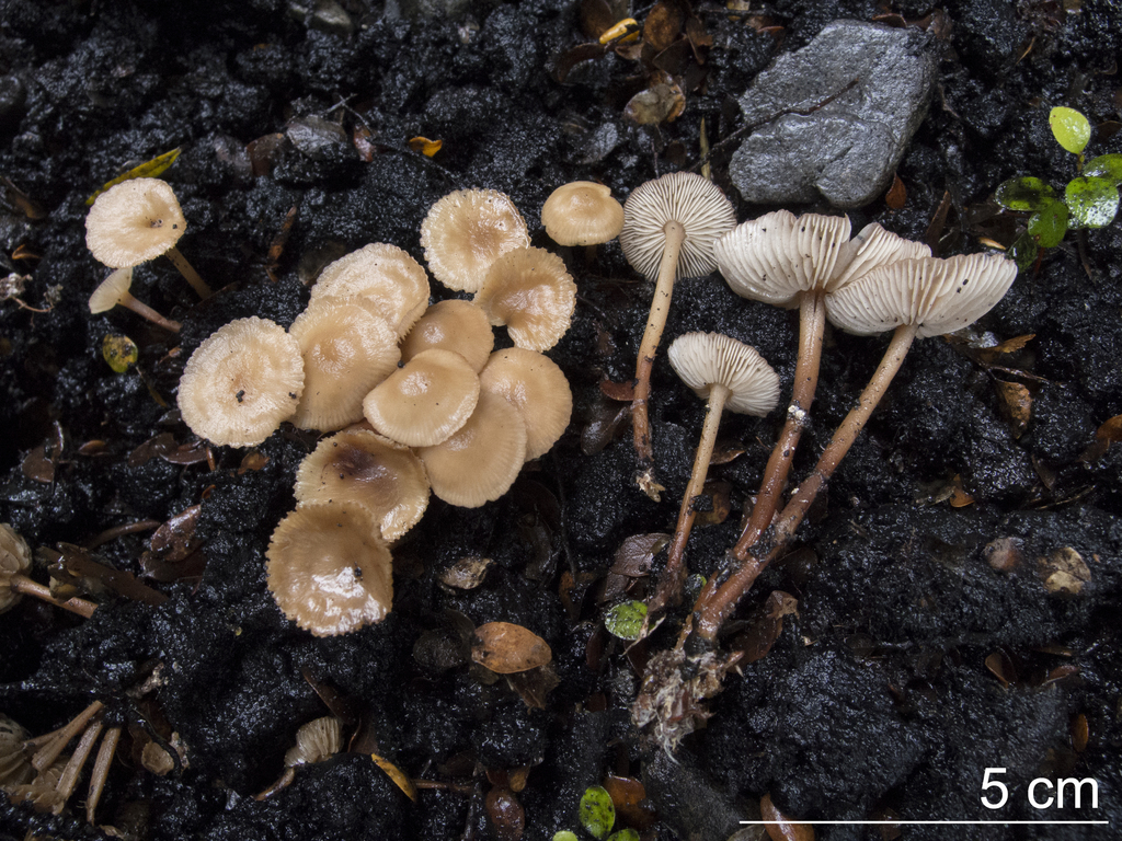 Collybiopsis rimutaka