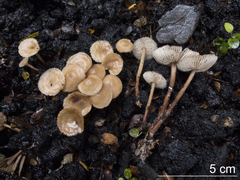 Collybiopsis rimutaka