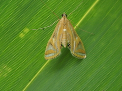 Eoophyla conjunctalis