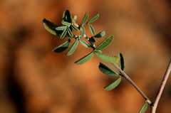 Indigofera egens