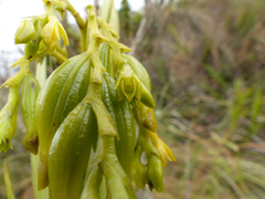 Epidendrum orthocaule