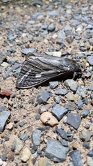 Abantiades argentata