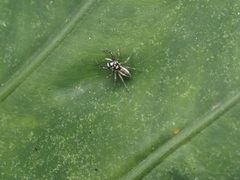 Phintelloides versicolor