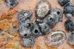 Scutellastra granularis