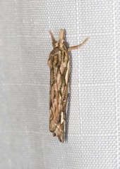 Meyrickella torquesauria