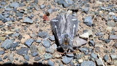 Abantiades argentata
