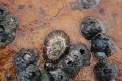 Scutellastra granularis