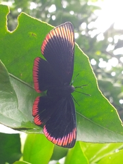Lyropteryx lyra