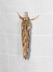 Meyrickella torquesauria