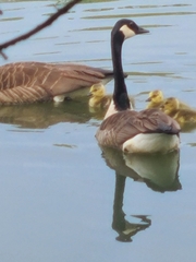 Branta canadensis
