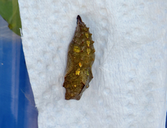 Vanessa atalanta