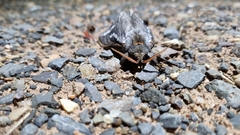 Abantiades argentata