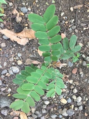 Tracheophyta