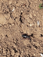 Dorcadion pedestre