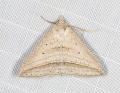 Loxioda hampsoni