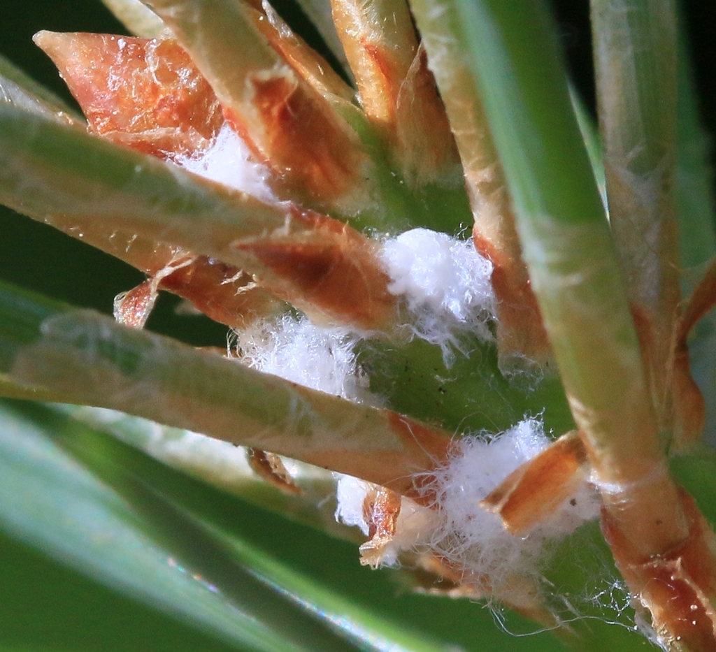 Pine woolly aphid