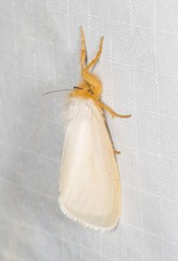 Laelia obsoleta