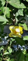 Angiospermae